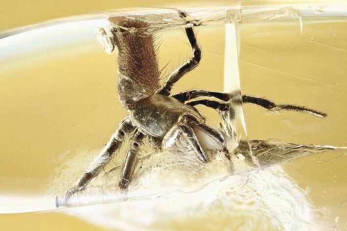 Detailed Fossil Spider (Araneae) In Baltic Amber #349438